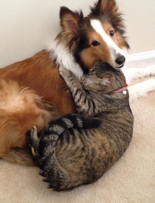 Un chat et un chien meilleurs amis !