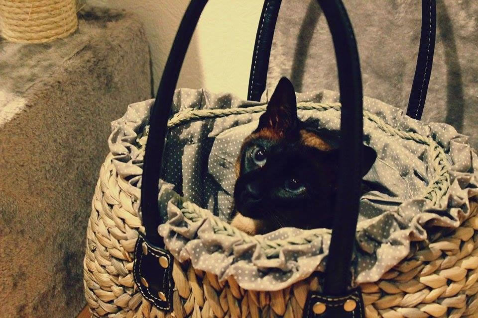 chat-dans-panier