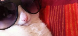 Le chat en mode cool avec ses lunettes de soleil