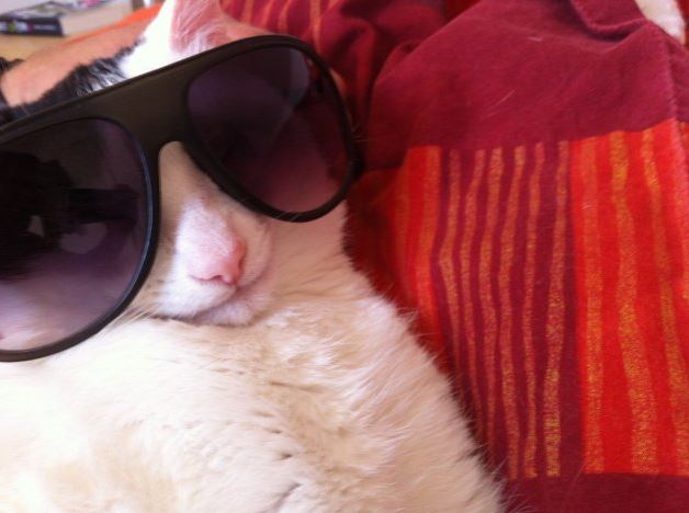 Le chat en mode cool avec ses lunettes de soleil