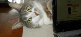 Le chat caché derrière un ordinateur et qui joue à cache cache….