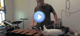 Le chat encombrant qui dérange son maître durant une répétition de xylophone !