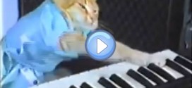 keyboard cat