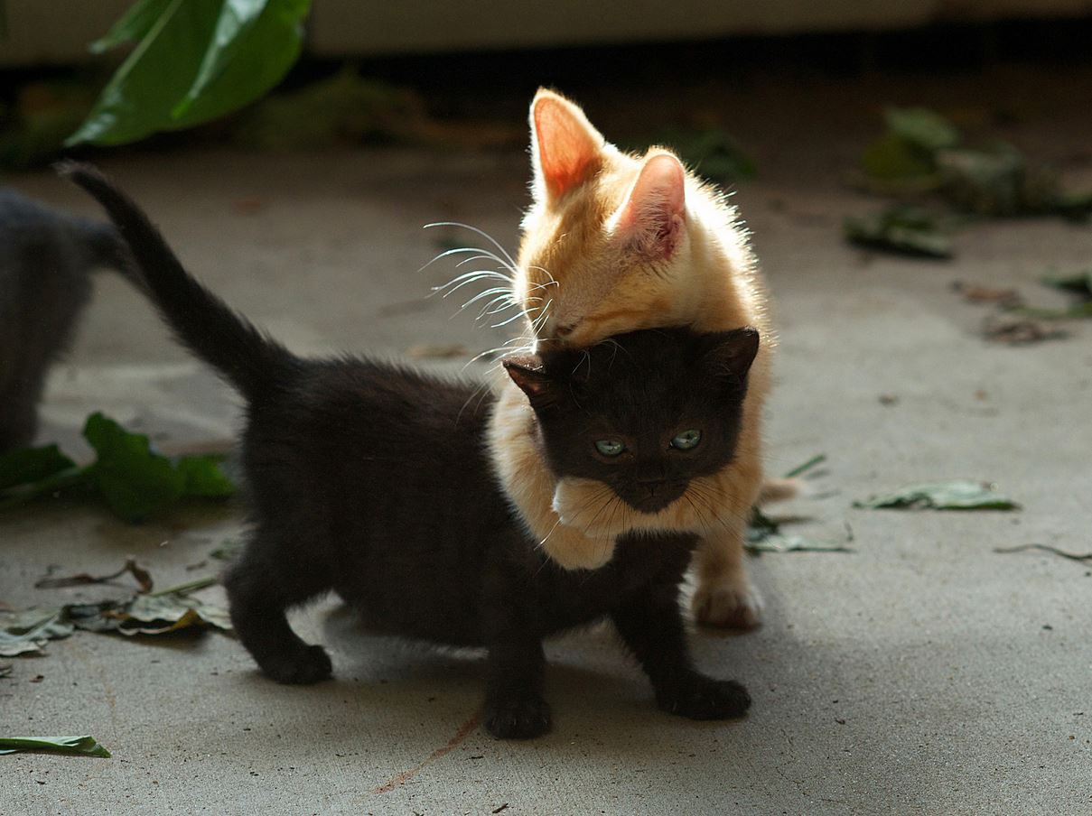 Deux chats qui se font un calin : trop mignon !