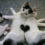 Deux chats dont le pelage forme un coeur : trop chou !