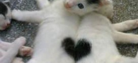 Deux chats dont le pelage forme un coeur : trop chou !