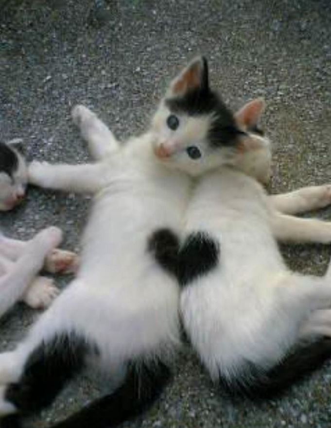 Deux chats dont le pelage forme un coeur : trop chou !