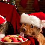 Le chat et le chien qui mangent leur repas de Noël