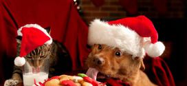 Le chat et le chien qui mangent leur repas de Noël