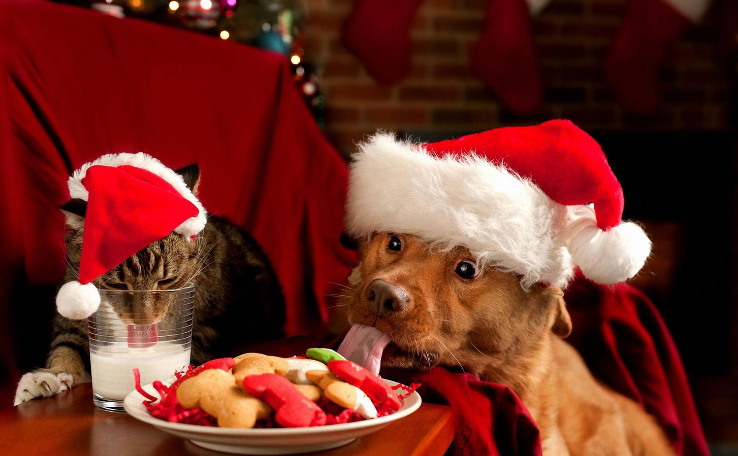 Le chat et le chien qui mangent leur repas de Noël