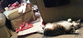 Le chat qui a déchiré tout le papier cadeau