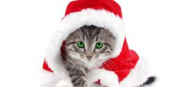 Le chat déguisé en père Noël : trop chou !