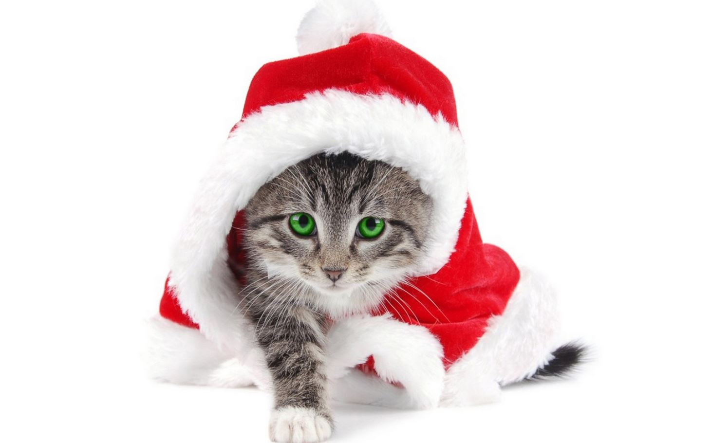 Le chat déguisé en père Noël : trop chou !