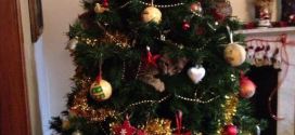 Le chat qui a grimpé dans le sapin et s'y cache