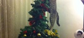 Le chat qui n'aime pas le sapin choisi par sa famille !