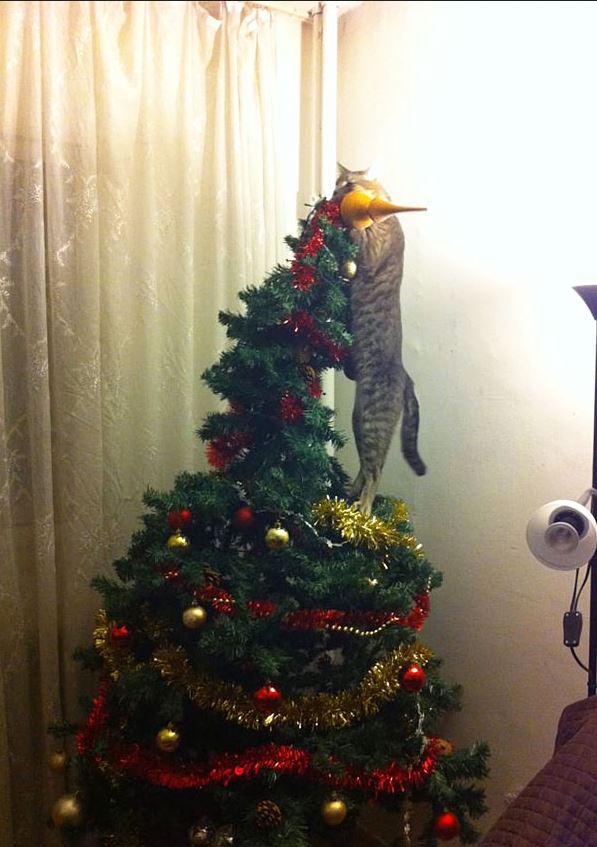 Le chat qui n'aime pas le sapin choisi par sa famille !