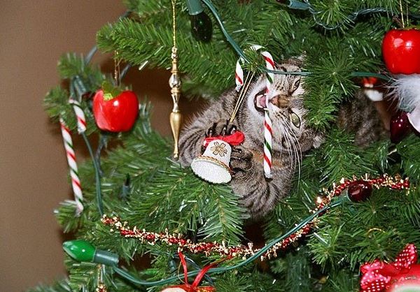 Le chat qui machouille les décorations du sapin