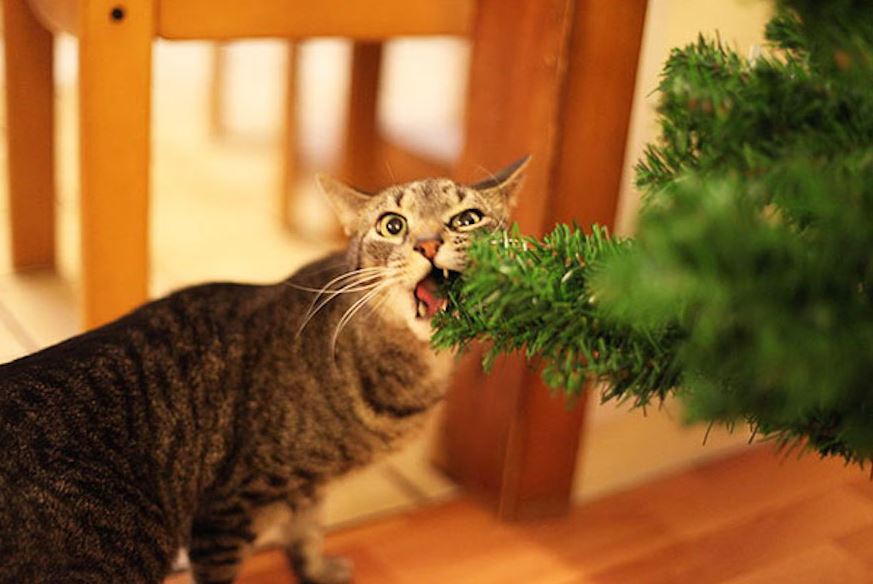 Le chat qui adore manger du sapin