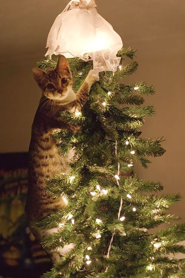 Le chat qui est monté dans un sapin