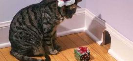 Le chat qui veut piéger une souris avec un cadeau de Noël