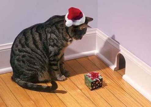 Le chat qui veut piéger une souris avec un cadeau de Noël