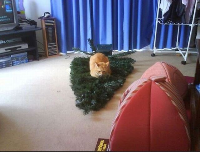 Le chat qui s'est couché sur le sapin