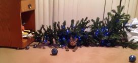 Le chat qui a fait tomber le sapin