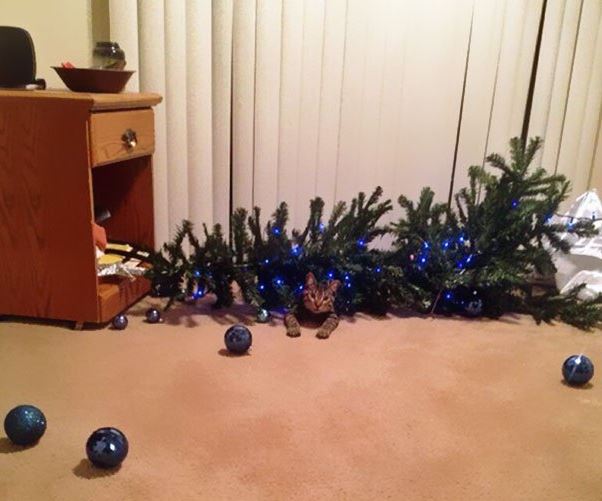 Le chat qui a fait tomber le sapin