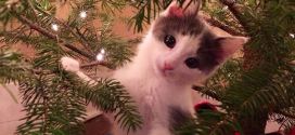 Le chaton qui joue dans le sapin