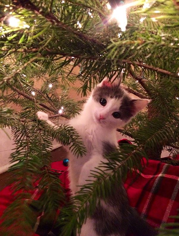 Le chaton qui joue dans le sapin