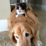 chaton assis sur un chien