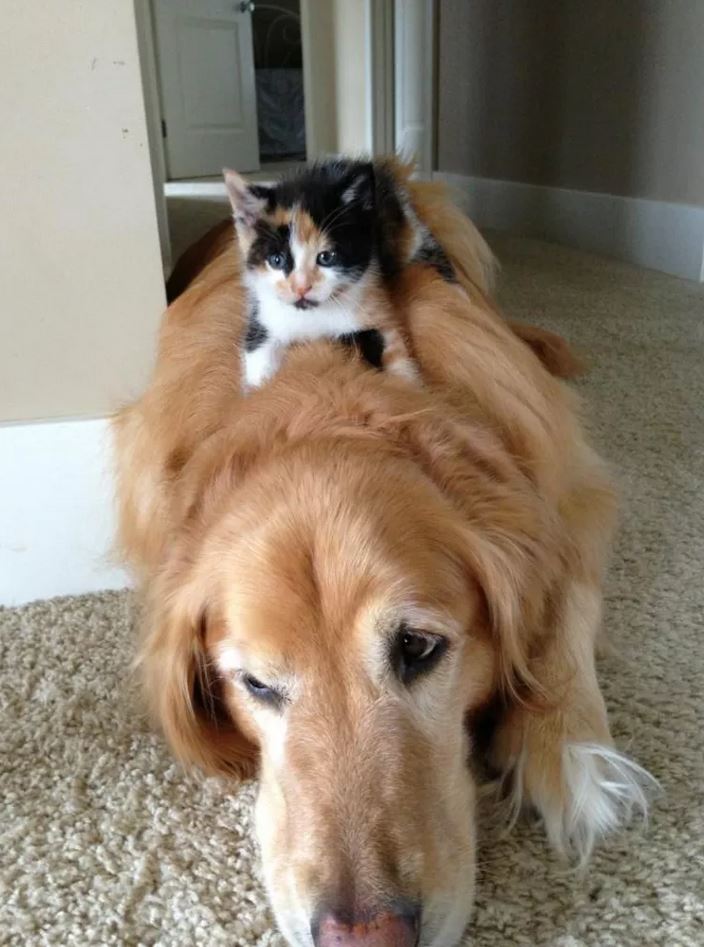 chaton assis sur un chien