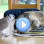 un oiseau empêche un chat de dormir