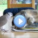 un oiseau empêche un chat de dormir