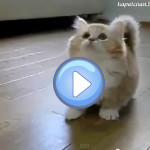 chaton tout mignon qui joue