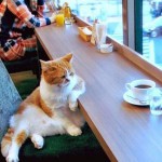 Un chat au café