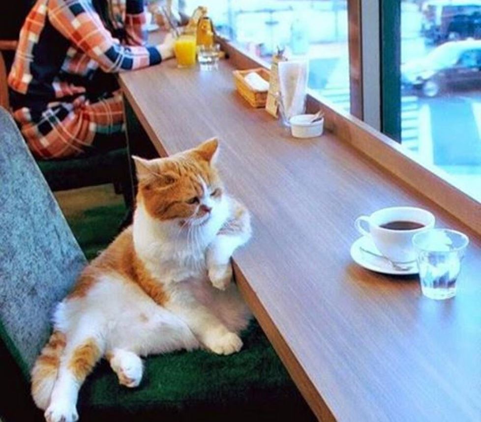 Un chat au café