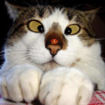un chat louche à cause de la coccinelle sur son nez