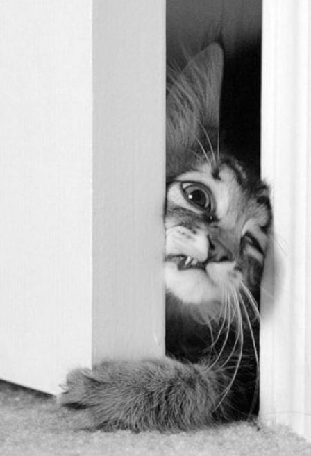 chat forcant l'ouverture d'une porte