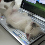 un chat trouve très confortable un clavier d'ordinateur !