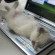 Ce chat trouve le clavier de cet ordinateur très confortable !