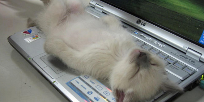 Ce chat trouve le clavier de cet ordinateur très confortable !