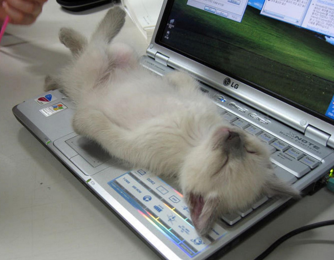un chat trouve très confortable un clavier d'ordinateur !