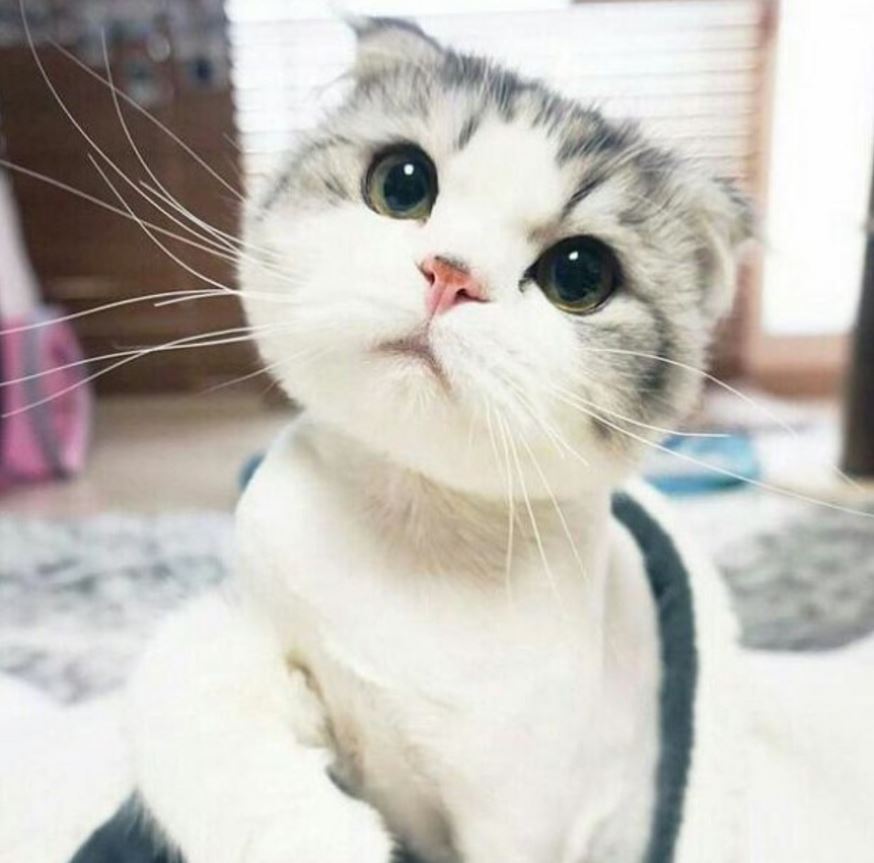 Chat à grosse tête trop mignon