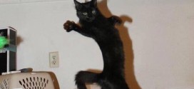 chat qui danse