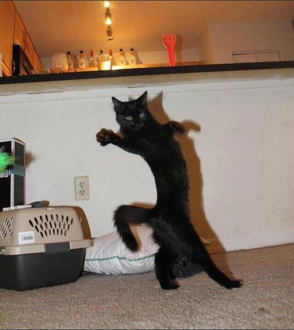 chat qui danse