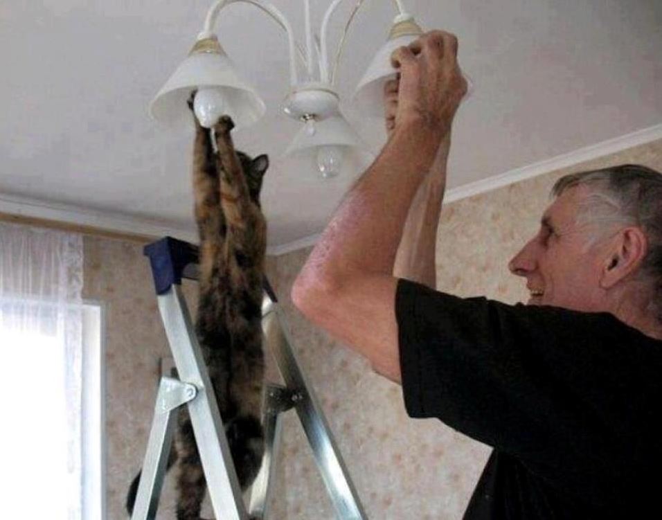 c e chat remplace une ampoule