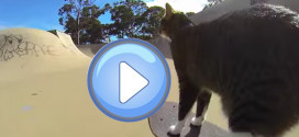 un chat qui fait du skate