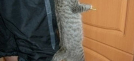 un chat en équilibre sur les poignées d'un meuble de cuisine