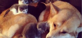 Un portée de chatons sur un chien